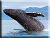 Humpback Whale Kigurumi