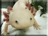 Axolotl Kigurumi