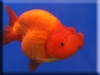 Goldfish Kigurumi