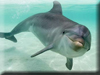 Dolphin Kigurumi