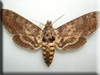 Moth Kigurumi