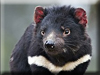 Tasmanian Devil Kigurumi
